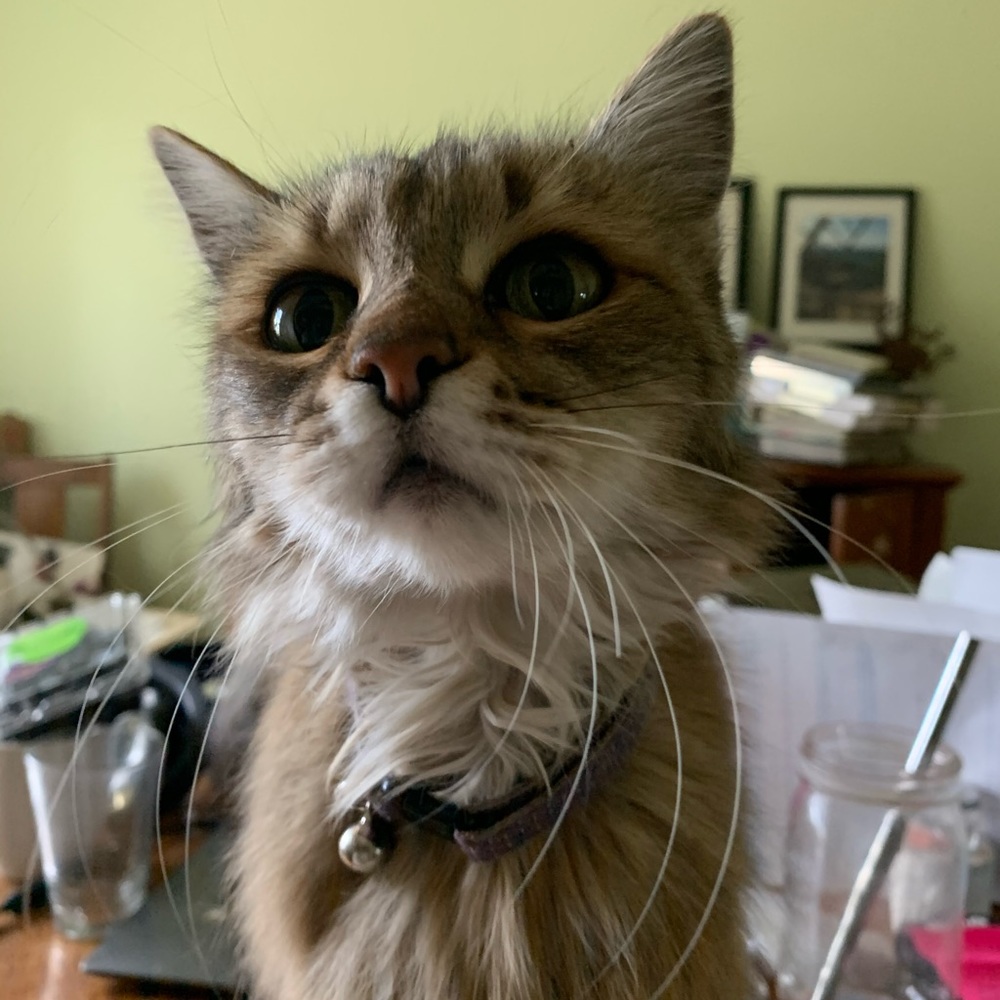 Meet your Posher, Isabella